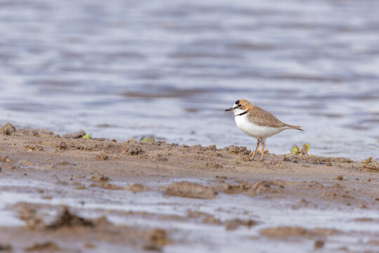 Collared Plover (Charadrius collaris) by the riverbank.