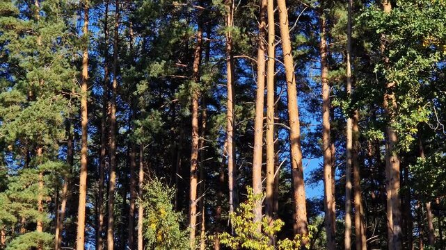 Tall pines and deciduous trees against a bright blue sky on a sunny day. Picturesque landscape of a mixed forest with slender pines and green treetops in autumn. Picturesque view of a pine forest