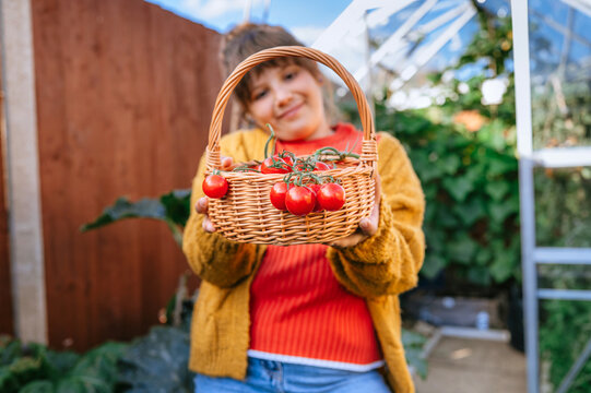 Child holding basket of fresh tomatoes in greenhouse