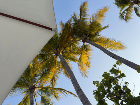 POV looking up at palm trees from under a beach umbrella