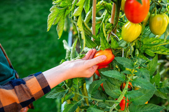 Child harvest organic tomato in vegetable garden