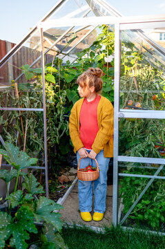 Child harvest organic vegetable in backyard greenhouse