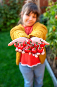 Child show freshly harvested organic cherry tomato in garden
