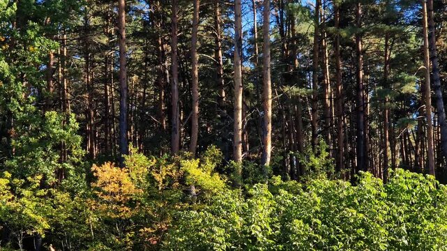 Tall pines and deciduous trees against a bright blue sky on a sunny day. Picturesque landscape of a mixed forest with slender pines and green treetops in autumn. Picturesque view of a pine forest