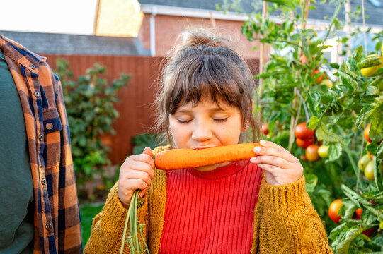 Child bite fresh carrot during organic garden harvest