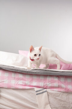 White Kitten In Bed