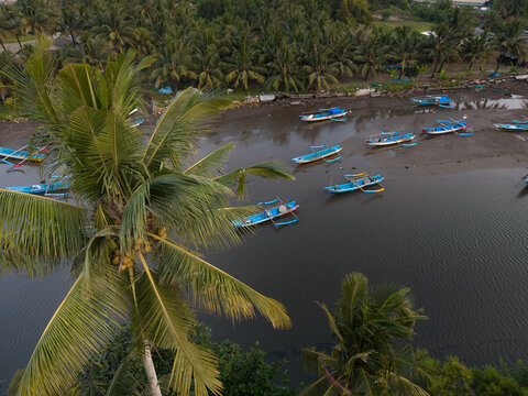 Palm Tree And Traditional Fishing Boats