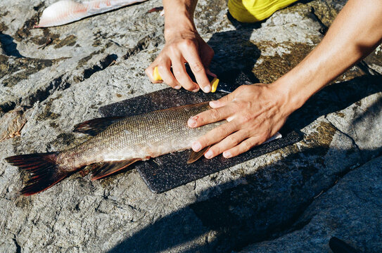 Fish Preparing on a Rock by a Person in Outdoor Setting