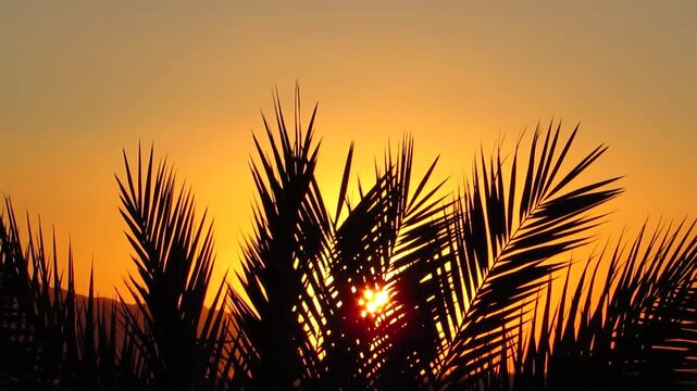 Sun shining through palm leaves in Egypt