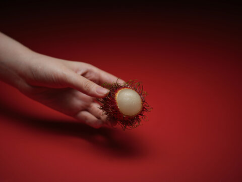 A hand delicately holds a rambutan fruit