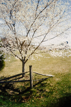 Cherry Tree and Fence