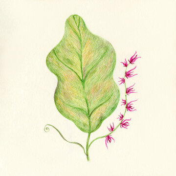 small flowers and green leaf
