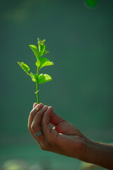 Fresh green plant with delicate leaves held gently by hand symbolizing growth, care, and a connection with nature  © Delowar Hussen 