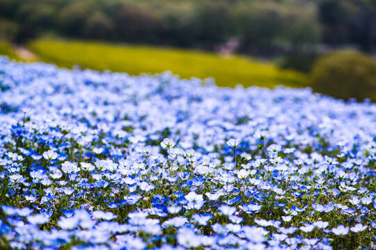 ast Field of Vibrant Blue Baby Blue Eyes (Nemophila) Flowers Blooming