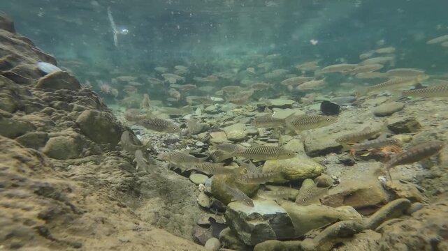 Underwater View of Freshwater Fish Swimming and Crab Moving Slowly, India