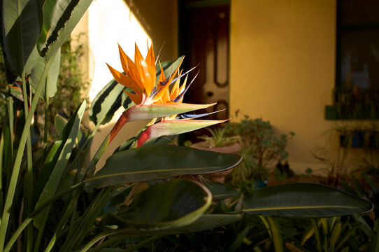 Bright Bird of Paradise Flower Stands out in a Garden