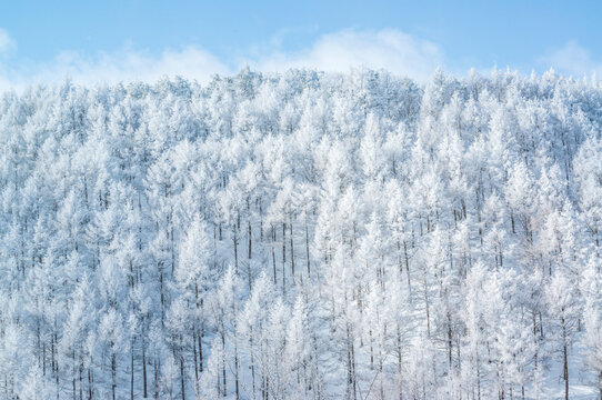 Breathtaking Winter Landscape of Trees Covered in Pristine White Rime