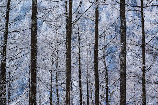 Breathtaking Winter Landscape of Trees Covered in Pristine White Rime