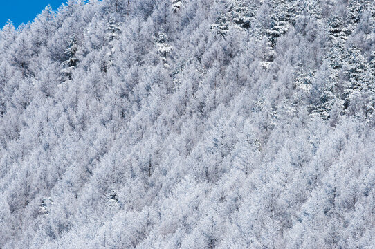 Breathtaking Winter Landscape of Trees Covered in Pristine White Rime