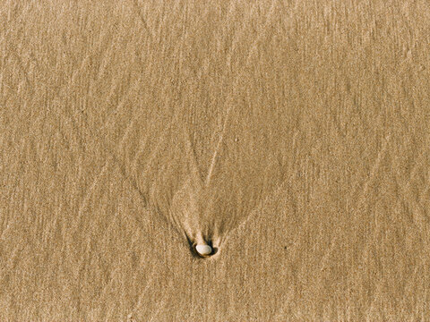 Solitary seashell on rippled sand beach background