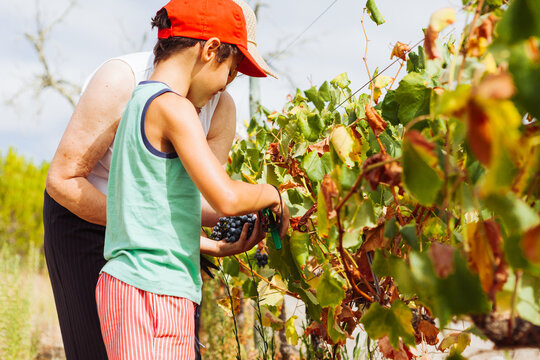 Grandmother and grandson harvest grape in vineyard