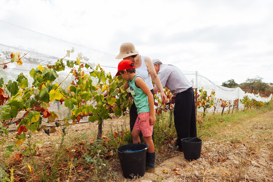 Grandparents and child harvest grape in vineyard together