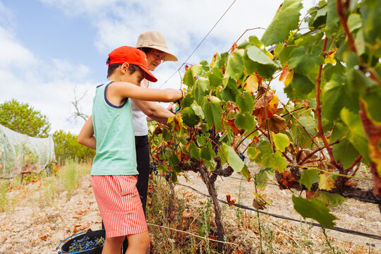 Grandfather and grandson harvest grape in vineyard