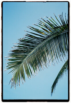Palm Frond in Mexico
