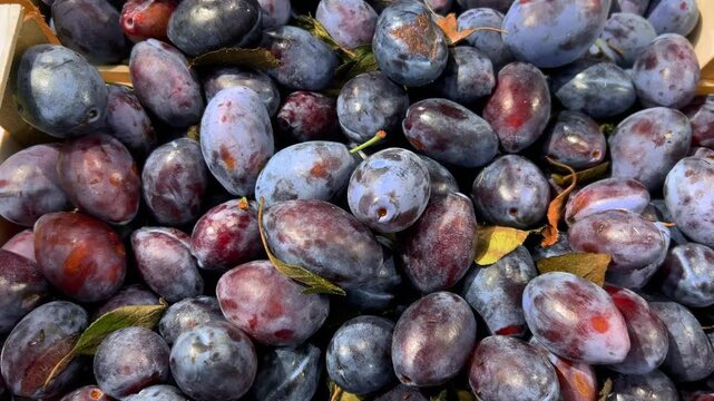 Full frame, high angle tracking shot of large pile of fresh harvested blue and purple Italian plums, featuring their natural waxy bloom on the skin, ideal for autumn food concepts.