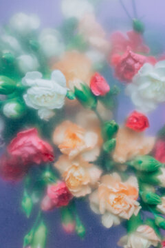 Soft focus roses behind frosted glass background