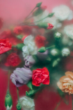 Roses behind frosted glass with soft colorful background