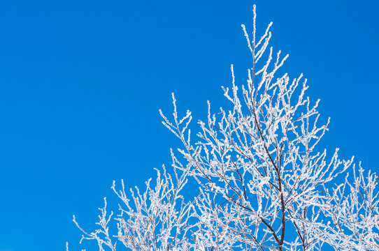 Breathtaking Winter Landscape of Trees Covered in Pristine White Rime