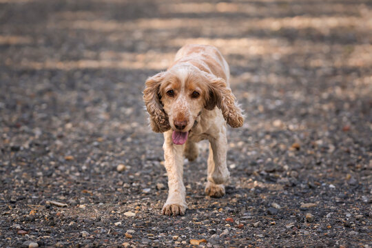 Senior Blue Roan cocker spaniel in summer in the Ascot Forest walking the path