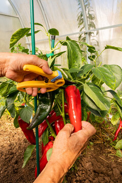 Harvest ripe red pepper in greenhouse vegetable garden