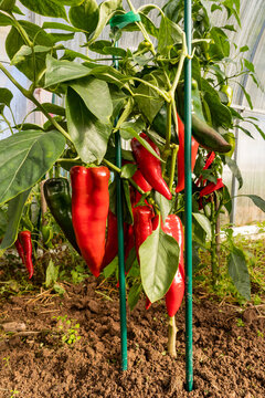 Ripe red pepper plant growing in greenhouse soil