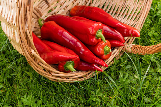 Fresh red pepper harvest in wicker basket on grass