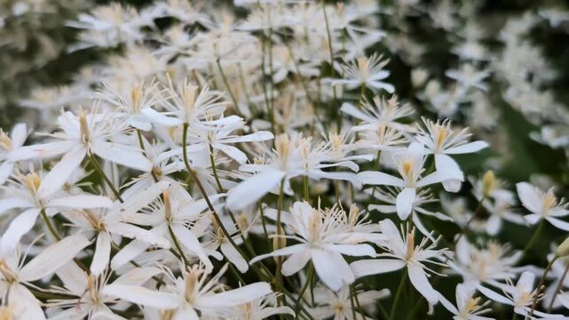 Numerous small white wildflowers densely cover green foliage, creating a soft, natural floral carpet. The fine petals and slender stems form a gentle, airy texture throughout the garden scene.