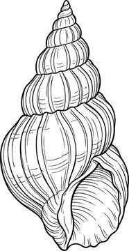 Detailed spiral seashell engraving illustration showing a beautiful ocean conch snail shell isolated on clean white background