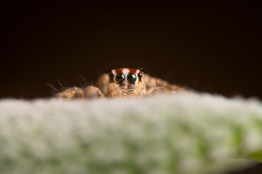 Andalusian jumping spider peeking over a soft surface