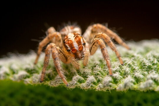 Andalusian jumping spider on moss in macro close-up
