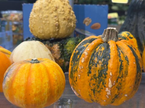 pumpkin on the ground