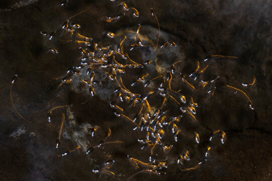 Whirligig beetle swarm on dark freshwater surface