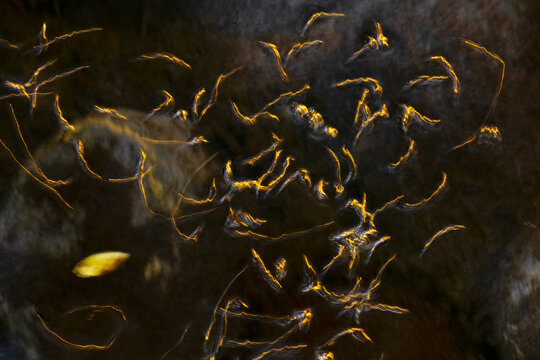 Whirligig beetle create golden trails on dark water