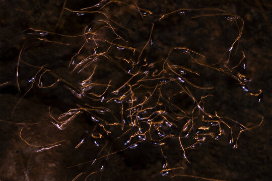 Whirligig beetle swarm create light trails on dark water