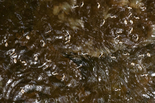 Whirligig beetles swirl across dark freshwater surface