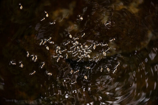 Whirligig beetle swarm on dark rippling water surface