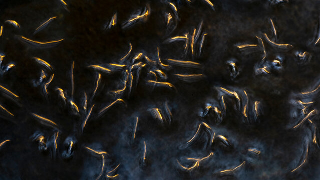 Whirligig beetle swarm create ripples on dark water