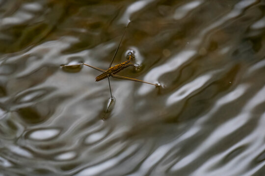 Water strider glide across rippled pond surface