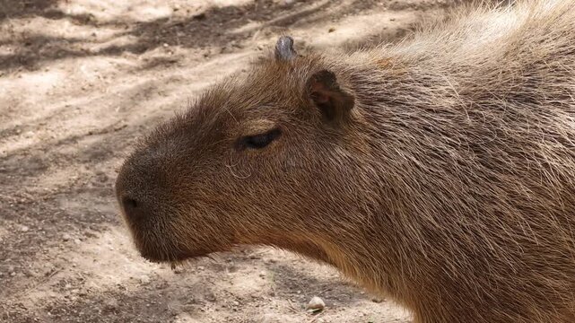Close up portrait of capybara grazing on dry ground