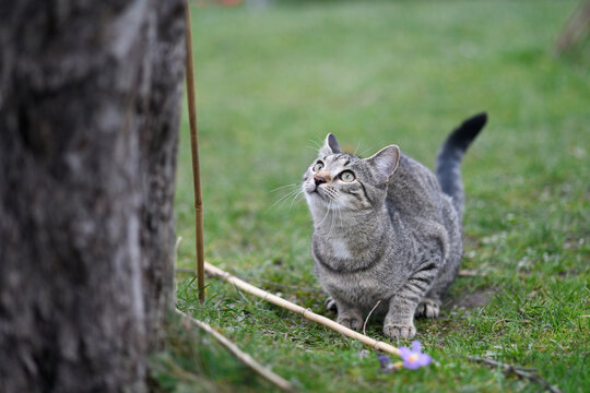Tabby cat crouching on green grass near tree looking up attentively, ready to pounce.